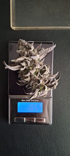 Growreport Bild 15