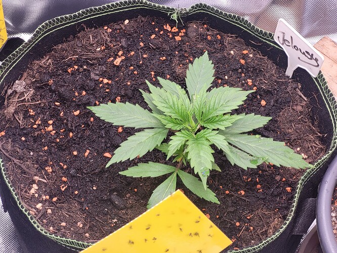 Growreport Bild 4