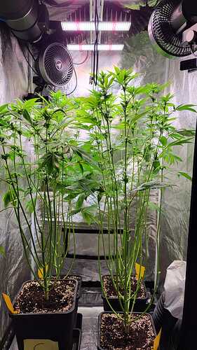 Zwei Cannabispflanzen in einem Growzelt unter LED-Beleuchtung.
