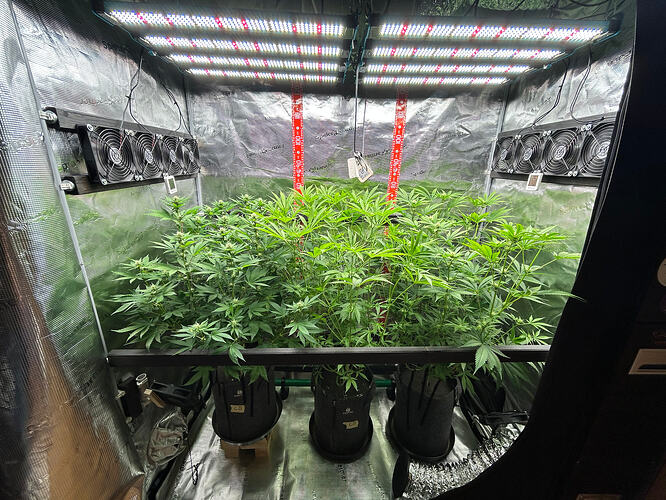 Drei Cannabis-Pflanzen in Stofftöpfen in einem Growzelt unter einer LED-Beleuchtung.