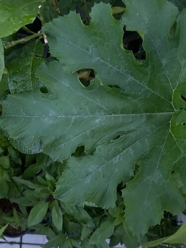 Growreport Bild 29
