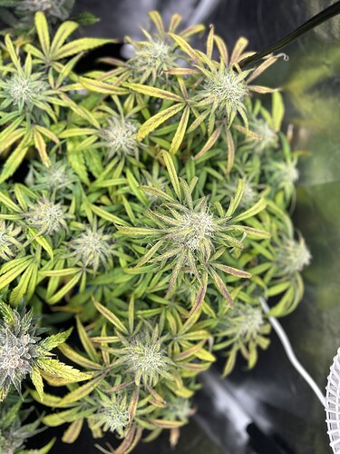 Growreport Bild 9