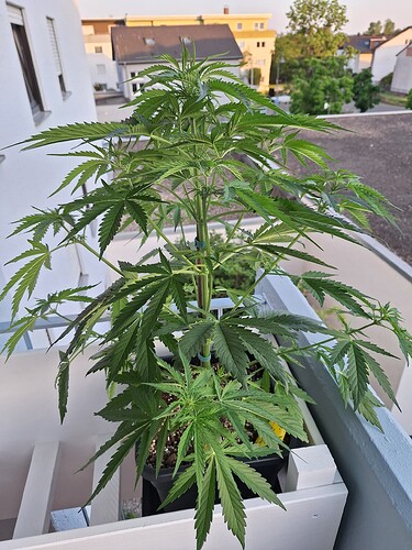 Growreport Bild 1