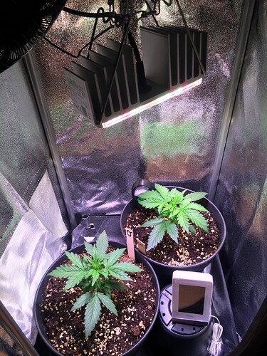 Growreport Bild 3