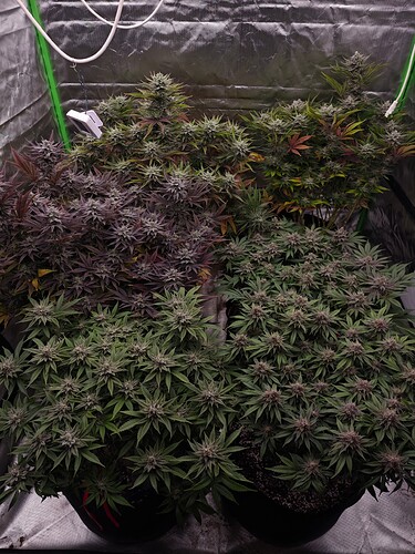 Growreport Bild 15