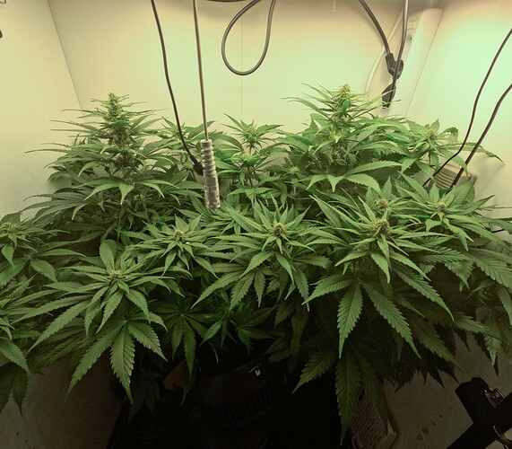 Growreport Bild 7
