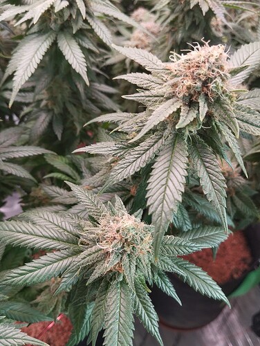 IMG_20250303_162425 - Kopie