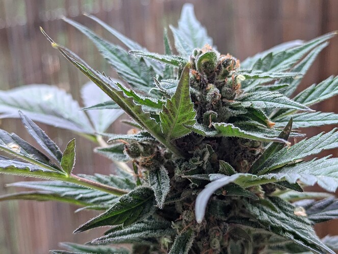 PXL_20240727_160016315