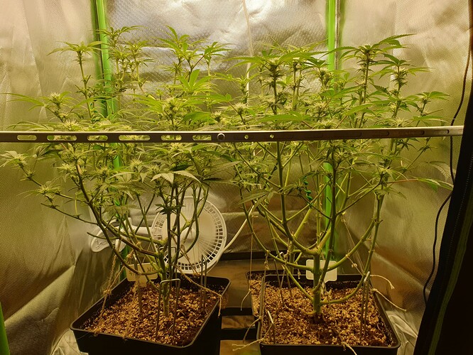 Growreport Bild 5