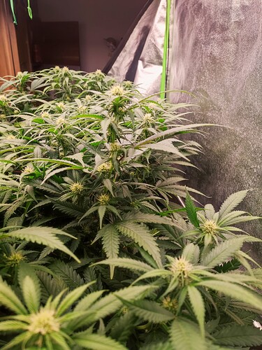 Growreport Bild 7