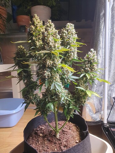 Growreport Bild 1