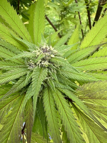 Growreport Bild 6