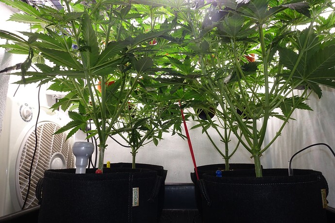 Growreport Bild 3