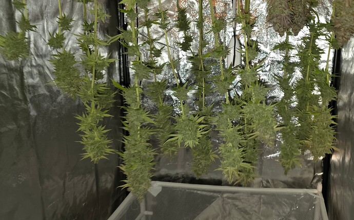 Growreport Bild 41