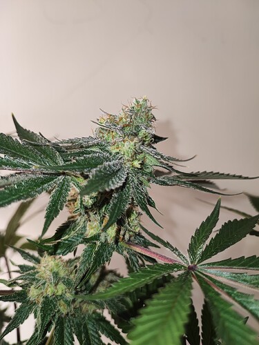 Growreport Bild 8