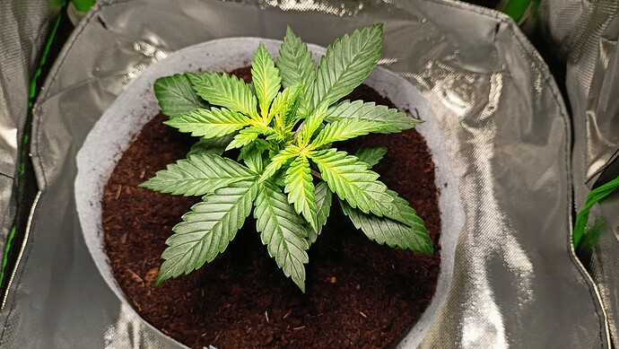 Growreport Bild 7