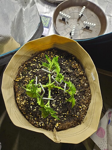 Growreport Bild 31