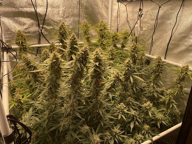 Growreport Bild 1