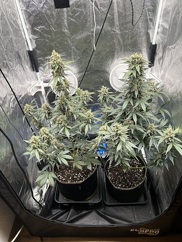 Growreport Bild 6