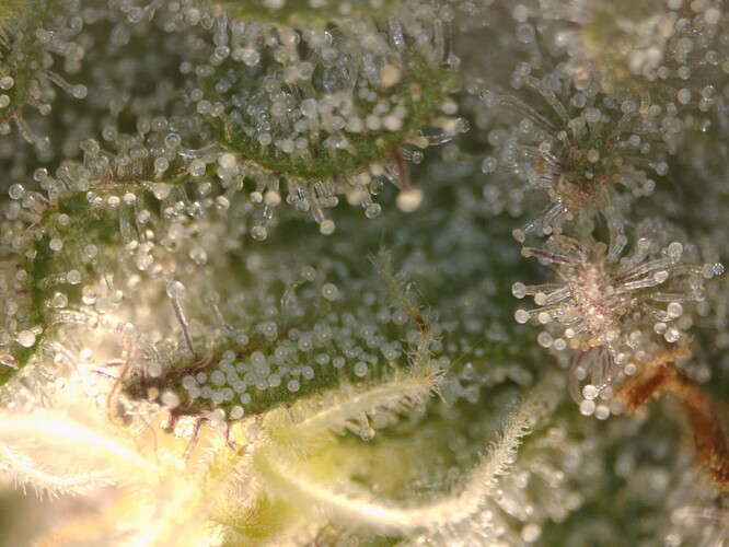 20250610-trichome02
