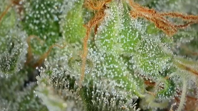 Growreport Bild 4