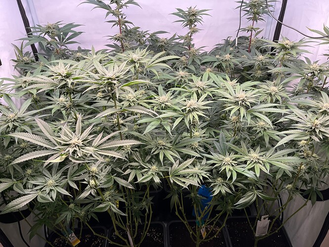 Growreport Bild 5