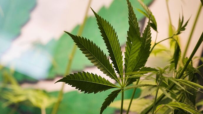 Ein Cannabisblatt