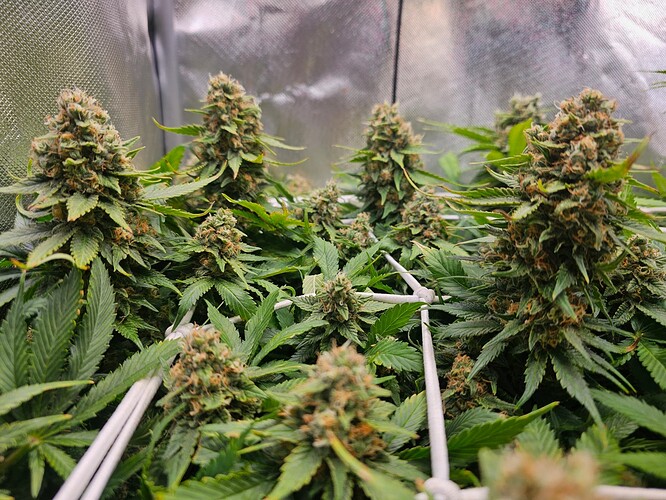 Growreport Bild 4