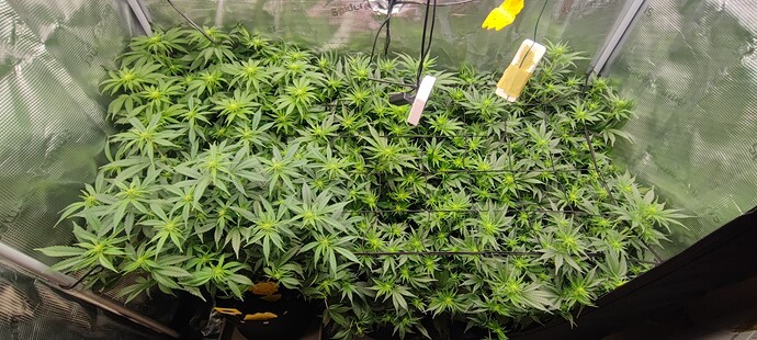Growreport Bild 9
