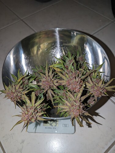 Growreport Bild 14