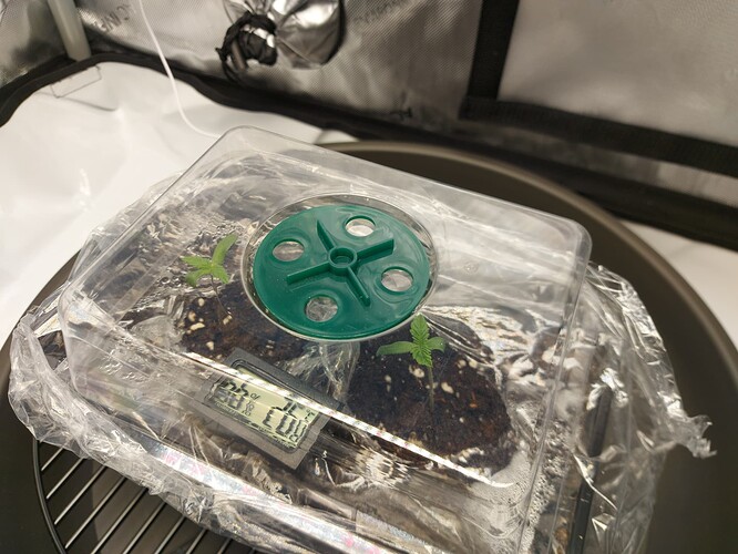 Growreport Bild 2
