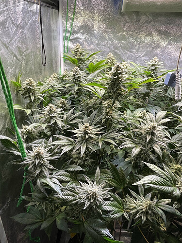 Growreport Bild 17