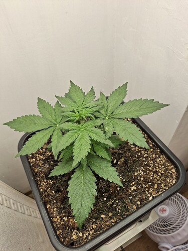 Growreport Bild 25