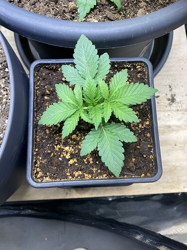 Growreport Bild 19