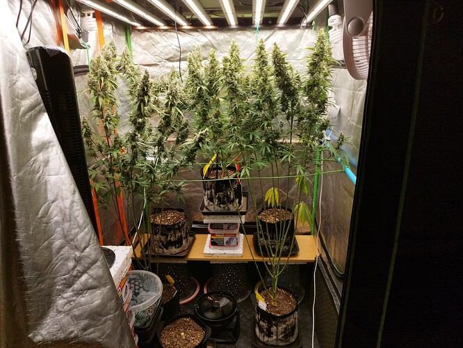 Vier Cannabis-Pflanzen in einem Zelt, die sich in der Blütephase befinden. Die Pflanzen sind hoch und haben dichte Blütenstände. Im Hintergrund sind Grow-Lichter und ein Ventilator zu sehen.