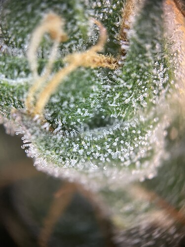 Growreport Bild 31