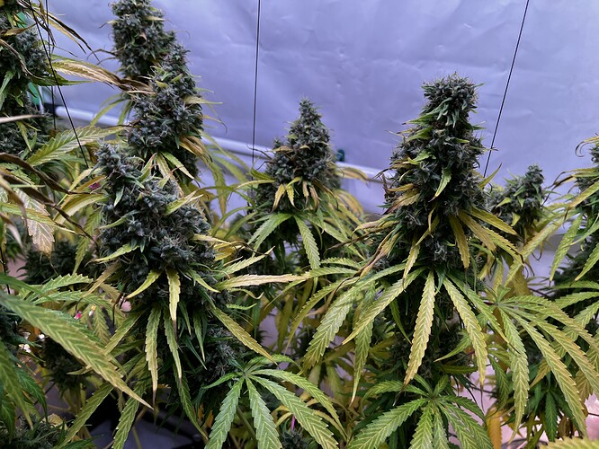 Growreport Bild 8