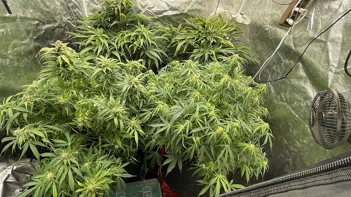 Vier Cannabis-Pflanzen in einem Growzelt während der Blütephase.