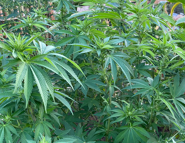 Lemon Haze in die Blüte gestartet, 06.09.2026.
