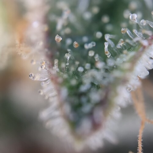 Growreport Bild 13
