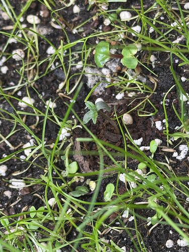 Growreport Bild 32