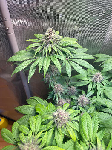 Growreport Bild 5