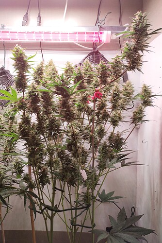 Growreport Bild 19