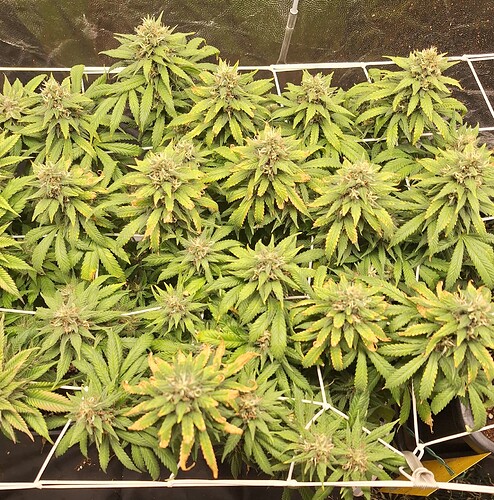 Growreport Bild 8