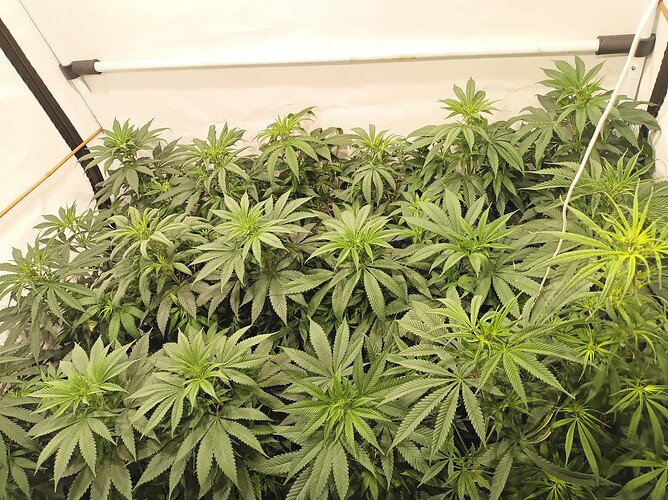 Growreport Bild 18