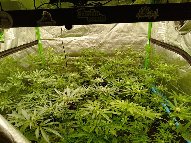 Mehrere Cannabispflanzen in der Blütephase in einem Growzelt, mit sichtbaren beginnenden Blütenansätzen und vielen Blättern.