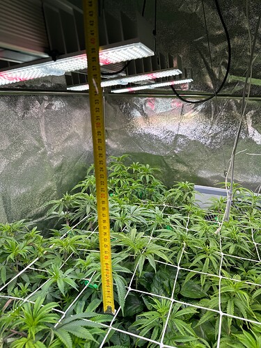 Growreport Bild 72