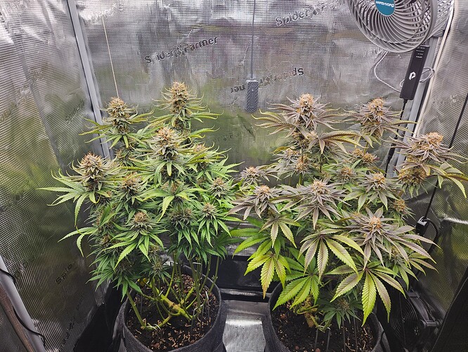 Growreport Bild 28