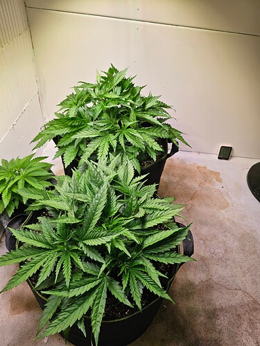 Growreport Bild 1