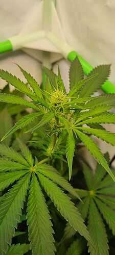 Growreport Bild 11